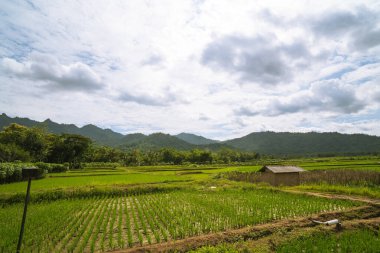 Bereketli yeşil pirinç tarlaları, parlak gökyüzü altında kırsal tarım ya da sürdürülebilir tarım uygulamaları