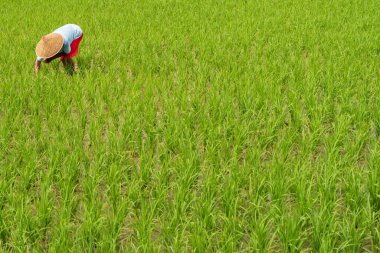 Geleneksel tarla ekimi çeltik pirinç tarlaları veya pirinç tarlaları
