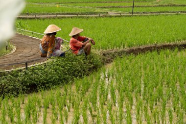 Pirinç tarlalarına pirinç bakan çiftçiler, çeltik tarlalarını kontrol eden çiftçiler, tarım doğası kavramı.
