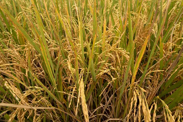 Altın pirinç tarlasına yakın çekim, çeltik tarlalarına yakın çekim