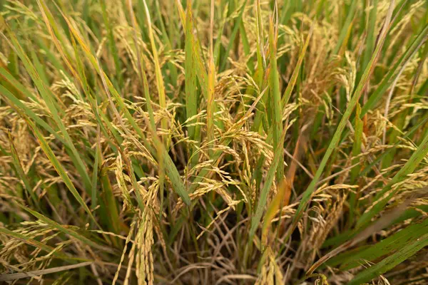 Altın çeltik pirincinin yakın görüntüsü, hasat etmeye hazır.