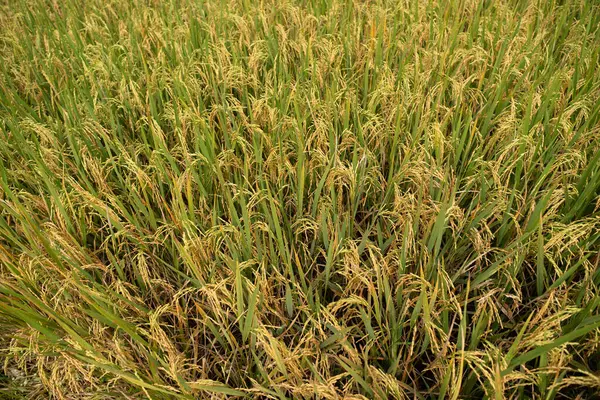 Pirinç bitkileri hasat mevsiminden önce gün boyunca yetişir. Çiftçilerin pirinç ektiği çeltik tarlaları. Gündüz pirinç tarlaları.