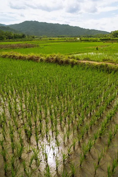 Yeşil pirinç fideleri bir çeltik tarlasında Güzel bir gökyüzü ve dağ arka planda
