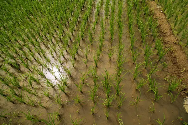 Kırsal alanda çeltik pirinç tarlaları manzarası