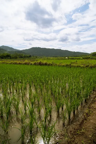 Temiz, parlak bir gökyüzünün altında yemyeşil arka planda dağ olan yemyeşil bir çeltik tarlası