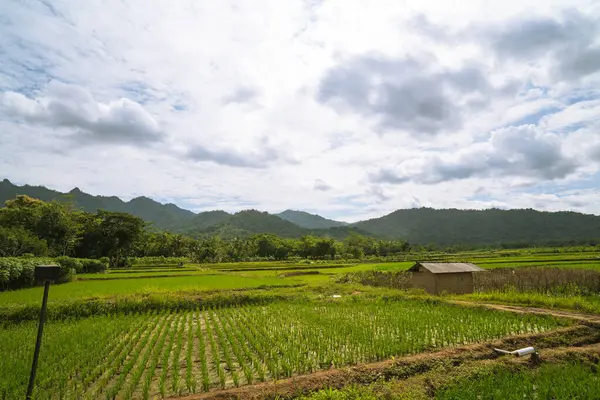 Bereketli yeşil pirinç tarlaları, parlak gökyüzü altında kırsal tarım ya da sürdürülebilir tarım uygulamaları
