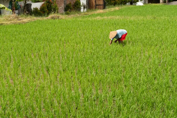 Çiftçi yağmur mevsiminde yeşil pirinç tarlasında çalışıyor. Çiftçi çeltik ekmeye hazır..