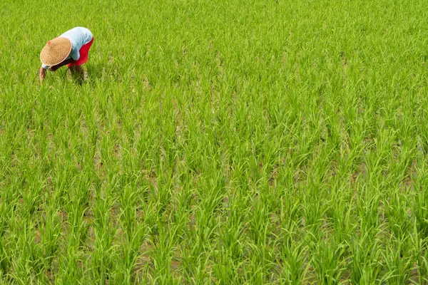 Geleneksel tarla ekimi çeltik pirinç tarlaları veya pirinç tarlaları