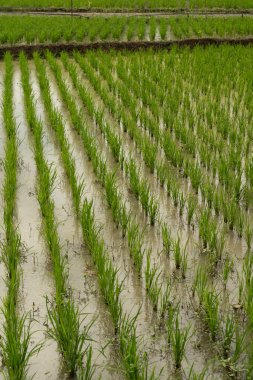 Çeltik tarlası. Yeşil pirinç tarlası hasat için hazır. Paddy pirinç tarlası. Kırsaldaki geniş pirinç tarlaları