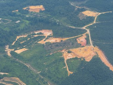 Sumatera, riau ve Endonezya 'daki palmiye yağı bölgelerinde ormanların tahrip edilmesi durumu