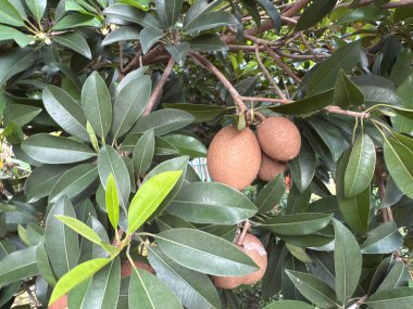 Sapodilla meyveleri ve yeşil yapraklar bahçede. Sapodilla mide sağlığı, kalp sağlığı ve vücut ağırlığı bakımı için mükemmel bir lif ve besin kaynağıdır.
