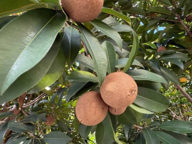 Caqui ağacı ya da sapodilla olarak bilinen Sawo kecik, evin arkasındaki bahçe ağacında meyve taşır.