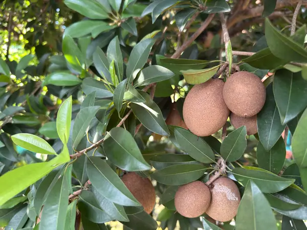 Sapodilla manila uzun ömürlü bir meyve ağacı. Sapodilla manila, Orta Amerika ve Meksika kökenli sapodilla kabilesine ait bir meyve bitkisidir..
