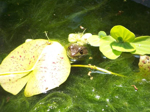 테네시 앤더슨빌의 개구리 — 스톡 사진