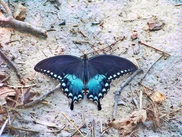 田纳西州安德森维尔Loyston Point海滩上的蝴蝶 — 图库照片