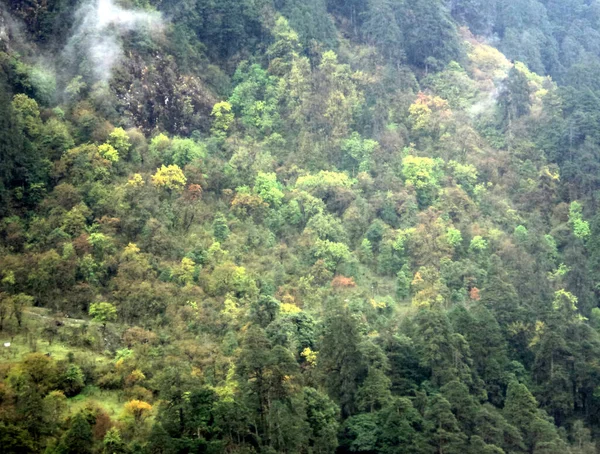 Uma Vista Fascinante Floresta Colorida Parece Hipnotizante Lachen Situado 11000 — Fotografia de Stock
