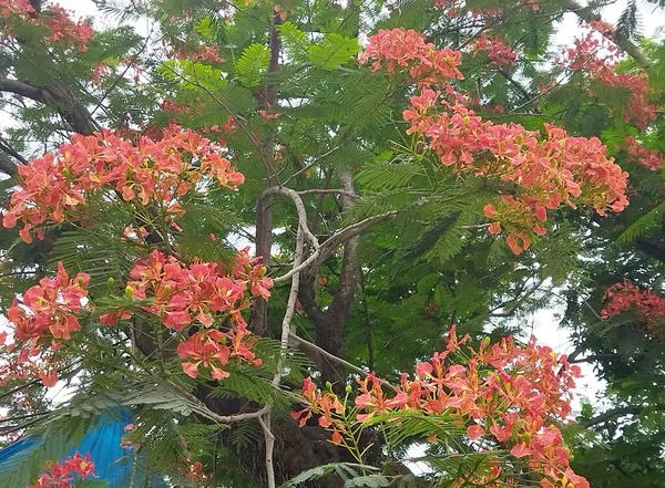Wyraźny Czerwony Kwiat Wisi Drzewie Wygląda Hipnotyzująco Jorethang Sikkim Około — Zdjęcie stockowe