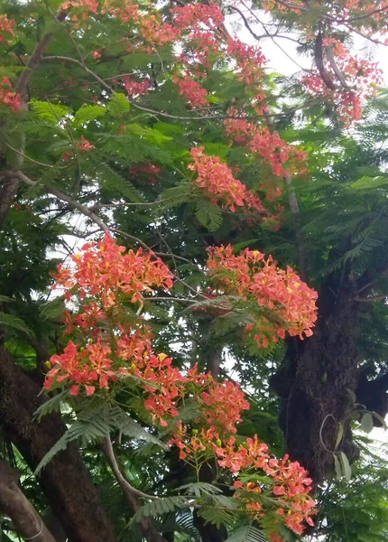 Wyraźny Czerwony Kwiat Wisi Drzewie Wygląda Hipnotyzująco Jorethang Sikkim Około — Zdjęcie stockowe