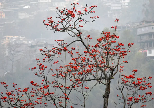 Ptaki Siedzące Drzewie Pośród Dhak Tree Płomień Lasu Pełni Kwitnie — Zdjęcie stockowe