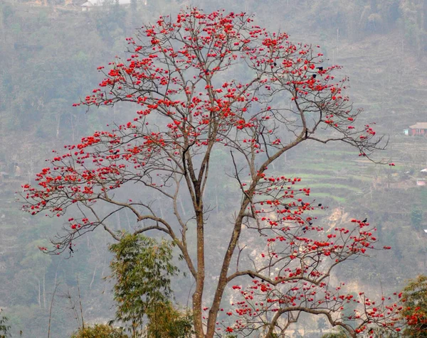 Las Aves Encaramadas Árbol Medio Dhak Tree Flame Forest Florece —  Fotos de Stock