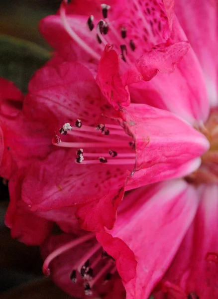 Лепестки Рододендрона Цветут Весной Лесу Выглядят Завораживающе Святилище Барсе Рододендрона — стоковое фото