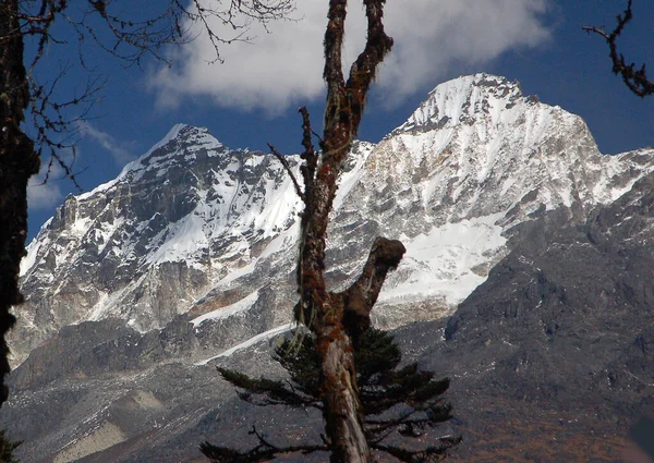 Een Panoramisch Uitzicht Besneeuwde Bergen Midden Van Alpiene Bomen Ziet — Stockfoto