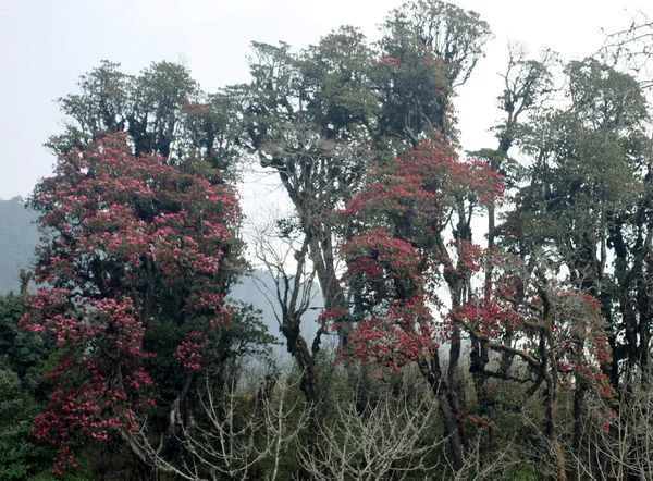 Una Vista Panorámica Las Flores Rhododendron Florece Naturaleza Santuario Barsay —  Fotos de Stock
