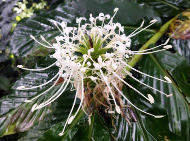 Sikkim 'deki Gangtok ormanında muson mevsiminde beyaz kır çiçekleri tamamen çiçek açar. Doğu Himalayalar 'da Sikkim de dahil olmak üzere yaklaşık 4000 çeşit çiçek ve bitki bulunmaktadır..