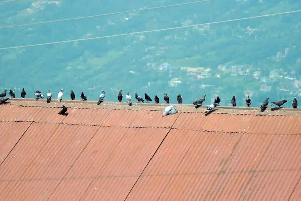 Pigeons Perched Array Rooftop Look Mesmerizing Rumtek Monastery Area Gangtok — Stock Photo, Image