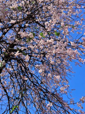 Geyzing City 'deki kiraz çiçeklerinin büyüleyici manzarası Batı Sikkim' de büyüleyici görünüyor. Kiraz, yaklaşan kış ve geçen kışın soğuk bir işaretidir. 