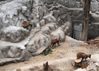 Himalaya Tahr, diğerleri Darjeeling 'deki Padmaja Naidu Himalaya Zooloji Parkı' nda oyalanırken yapay kaya arazisine tırmandı. 1958 yılında 67.57 dönümlük bir araziyi kapsamaktadır..  