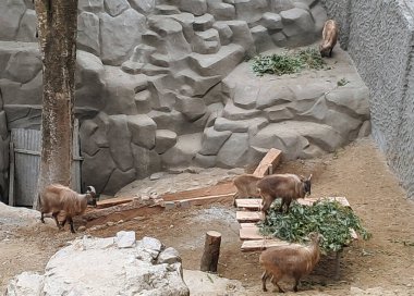 Himalaya Tahr, Darjeeling 'deki Padmaja Naidu Himalaya Zooloji Parkı' ndaki otları yiyor. 1958 yılında 67.57 dönümlük bir araziyi kapsamaktadır.. 