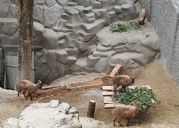 Himalaya Tahr, Darjeeling 'deki Padmaja Naidu Himalaya Zooloji Parkı' ndaki otları yiyor. 1958 yılında 67.57 dönümlük bir araziyi kapsamaktadır.. 