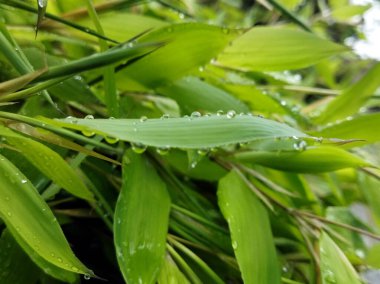 Gangtok 'taki yağmurdan sonra yapraklarda çiy birikti Sikkim. Muson, yemyeşil yemyeşil ve esintili bir sesle doğanın eşsiz bir etkisini ortaya koyuyor.. 