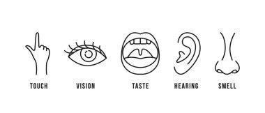 Beş duyunun doğrusal şeması. Düz vuruş stili trend modern lineart logotype grafik sanat tasarımı beyaz arka planda izole edildi. Nöroloji veya psikolojide 5 algı organı kavramı