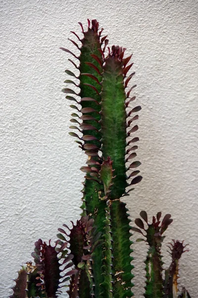 Euphorbia Trigona Rubra Royal Red Rubia Cactus Good Luck Tree — Fotografia de Stock