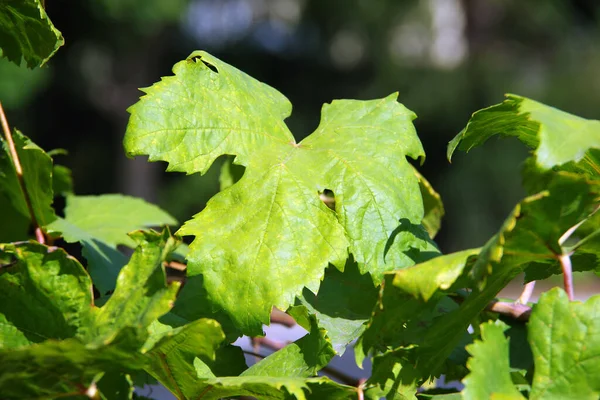 秋の太陽の下でワインの葉 — ストック写真