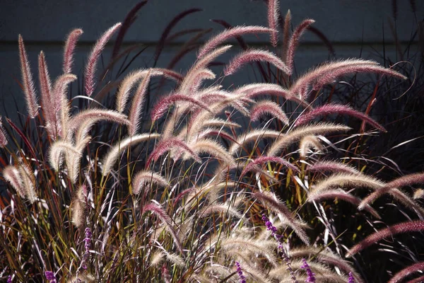Red Fountain Grass Sunlight — стоковое фото