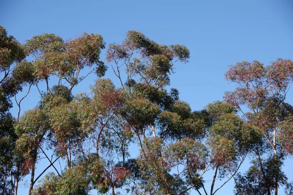 Magas Eukaliptusz Fák Kék Alatt — Stock Fotó