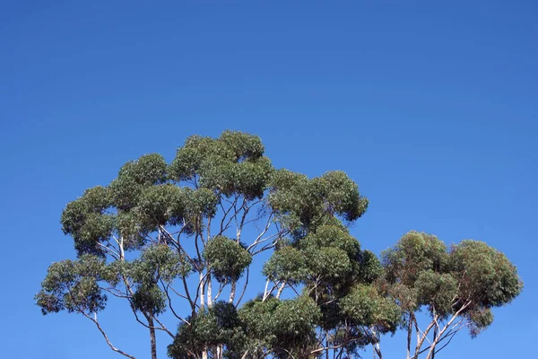 Árvores Altas Eucalipto Sob Céu Azul — Fotografia de Stock