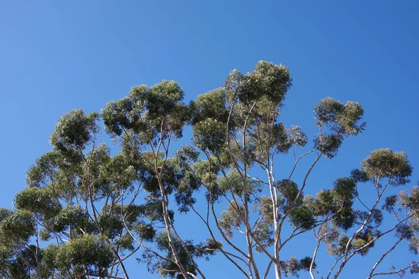 青空の下で背の高いユーカリの木 — ストック写真