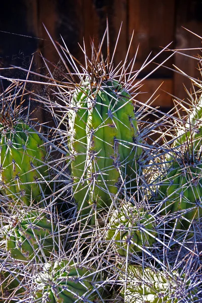 Cacti Com Picos Muito Longos Muito Afiados — Fotografia de Stock