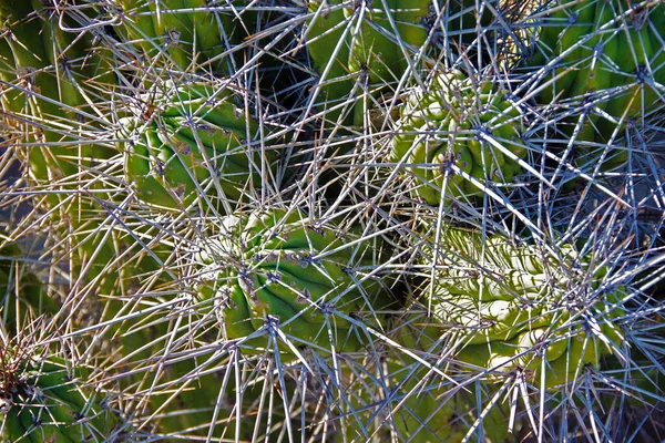 Cacti Com Picos Muito Longos Muito Afiados — Fotografia de Stock