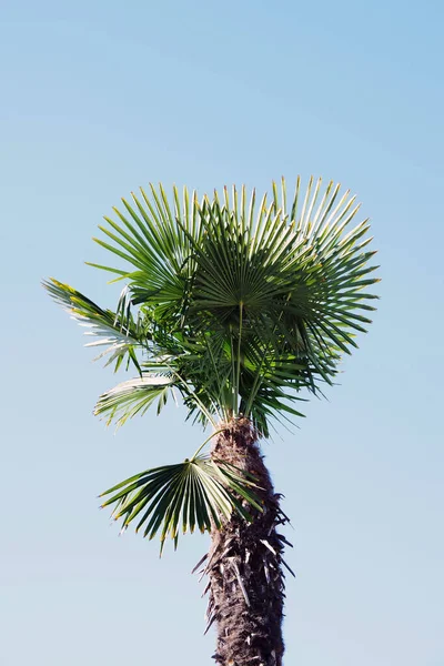 Top Tall California Fan Palm Fresh Small Leaves — Stock Photo, Image