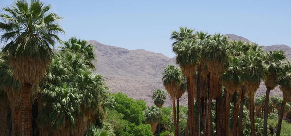 Desert Oasis Palm Trees Mountain Background — Stock Photo, Image