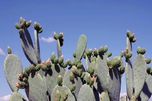 Prickley Päron Kaktus Mot Blue Sky — Stockfoto