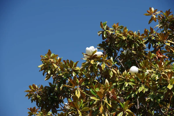Blooming Magnolia Tree Blue Sky — 스톡 사진