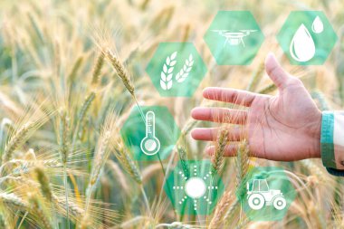 Akıllı tarım konsepti. Teknolojik dijital tabletli çiftçi buğday tarlasının arka planında. Profesyonel çiftçiler çiftlikleri yönetmek için internet (IOT) bilgisayar sistemi kullanıyorlar. tarım modern fikir.