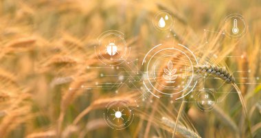 Akıllı tarım konsepti. Teknolojik dijital tabletli çiftçi buğday tarlasının arka planında. Profesyonel çiftçiler çiftlikleri yönetmek için internet (IOT) bilgisayar sistemi kullanıyorlar. tarım modern fikir.