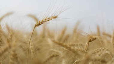 Tarım buğday tarlası geçmişi. Mısır gevreği tarlası ve tabletteki buluta veri gönderir. Akıllı tarım ve dijital tarım. Modern tarım yönetimi.